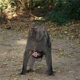 Ethiopia - Mago National Park - Baboons - 07